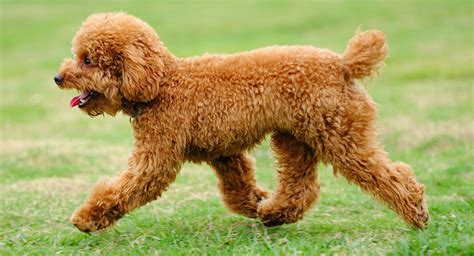 Teacup poodle puppies, Los Angeles, California. 269 likes · 1 talking about this. We specializes in the Breeding of Teacup Poodles.